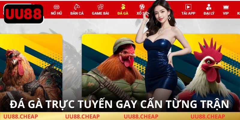 Đá gà UU88 – Truyền thống kết hợp công nghệ