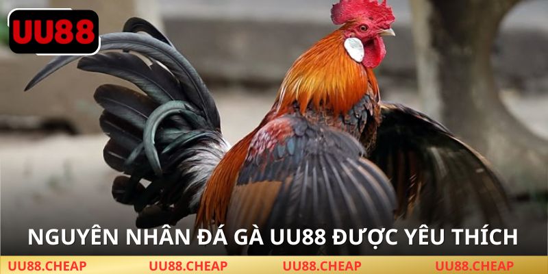 Vì sao nên chơi Đá gà UU88